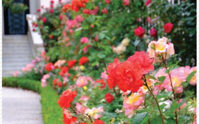 How to choose the best plants for your garden
